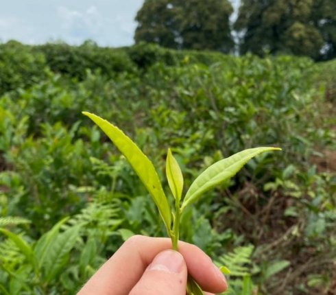 plantacja herbaty